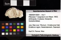 Foto (Objket + Etiketten) von Pithonoton ? marginatum (von Meyer, 1842) 